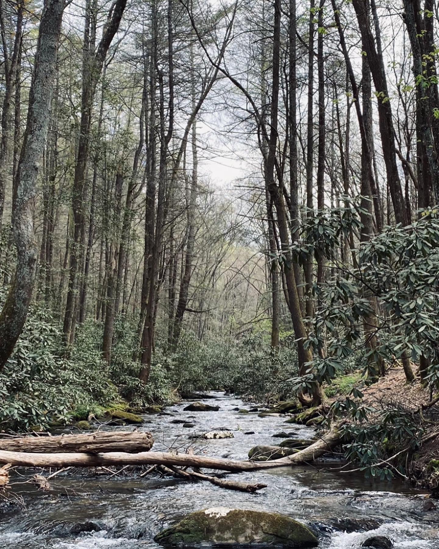 A serene forest scene featuring a flowing stream surrounded by trees and lush greenery, with rocky elements and fallen logs.